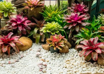 Guia-pratico-das-bromelias