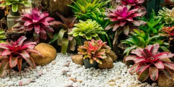 Guia-pratico-das-bromelias