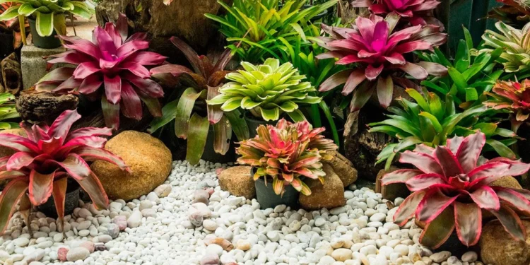 Guia-pratico-das-bromelias