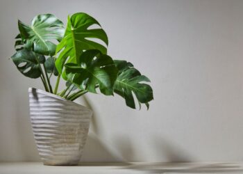 costela-de-adao na decoração - compare decor