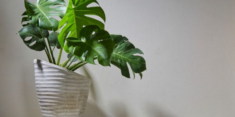 costela-de-adao na decoração - compare decor