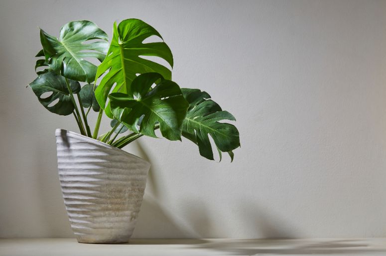 costela-de-adao na decoração - compare decor