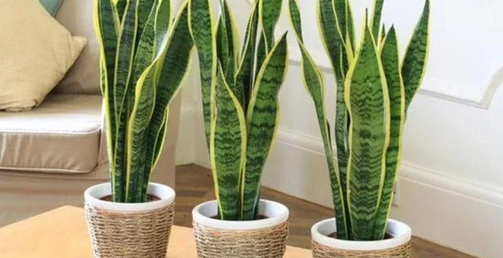 espada de são jorge decoração de casa - compare decor