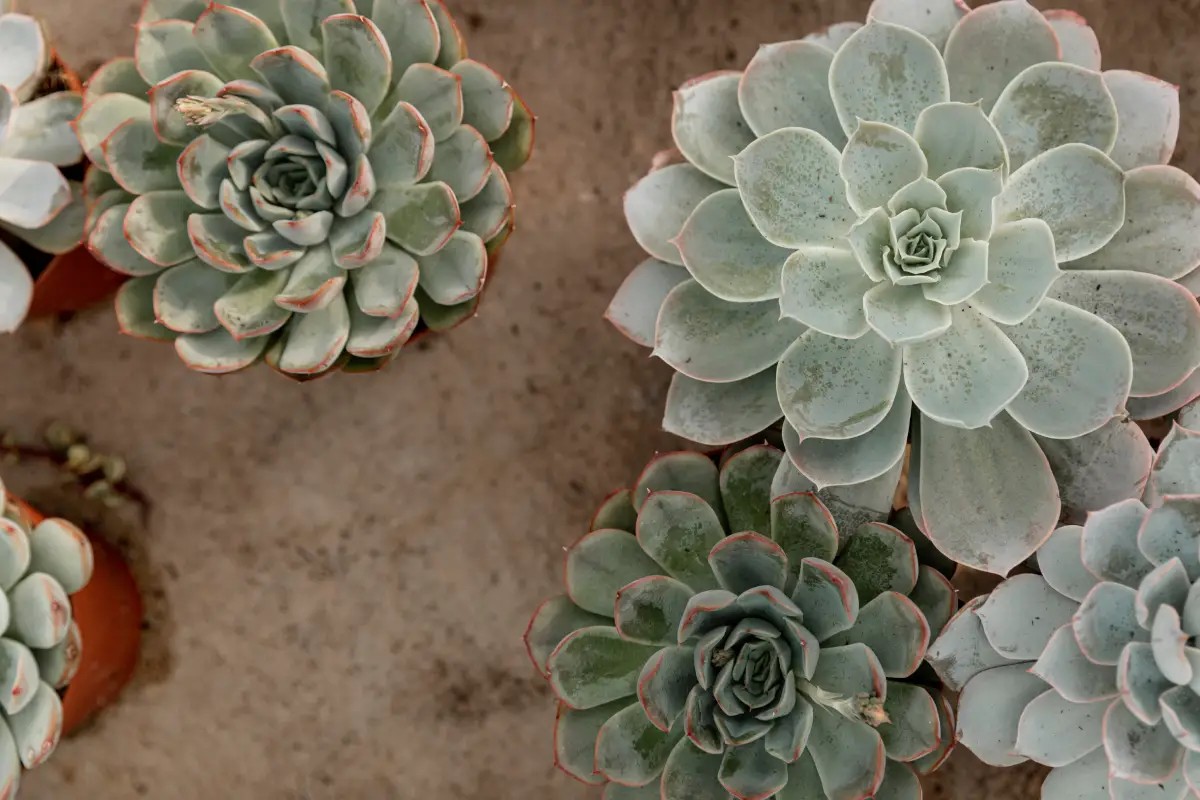 Kalanchoe para varanda de apartamento