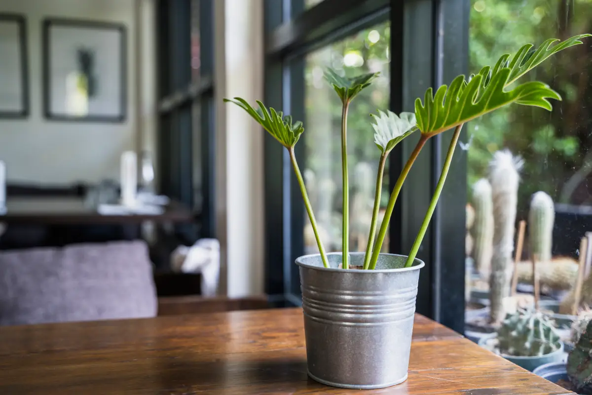 como cultivar costela de adão no pote