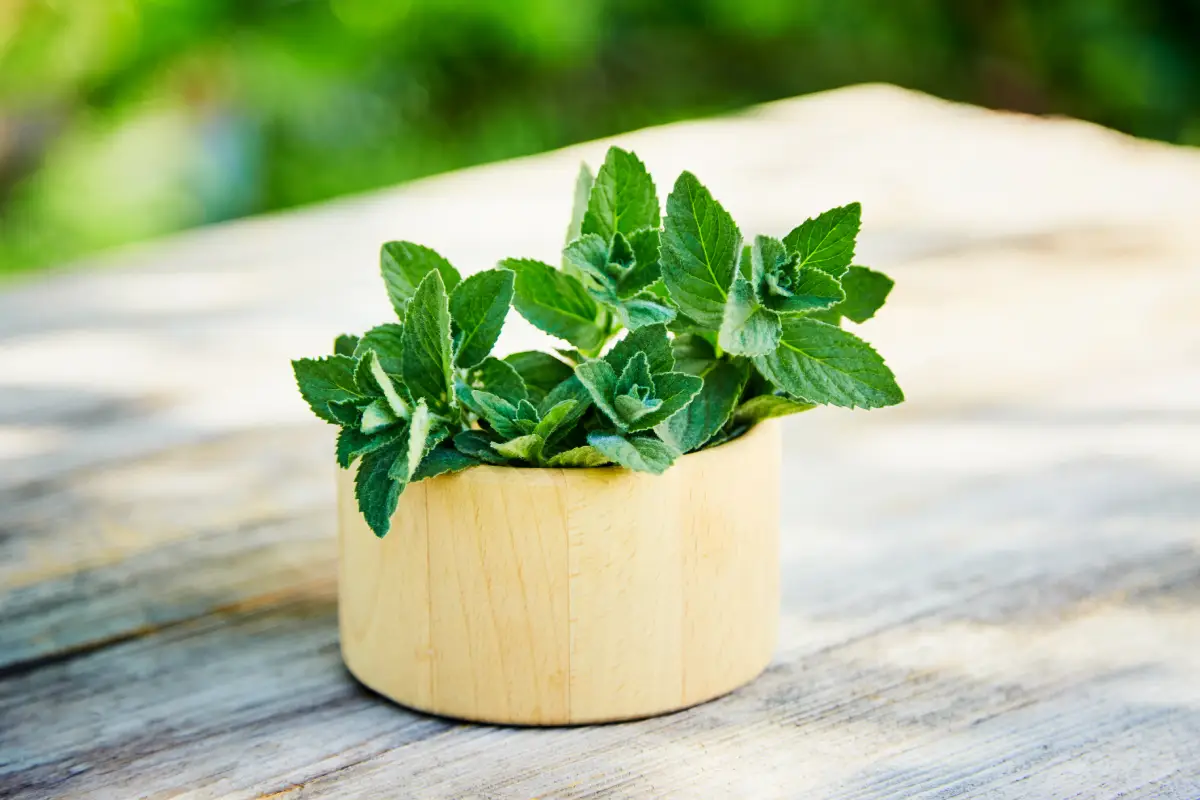 como cultivar hortelã no pote