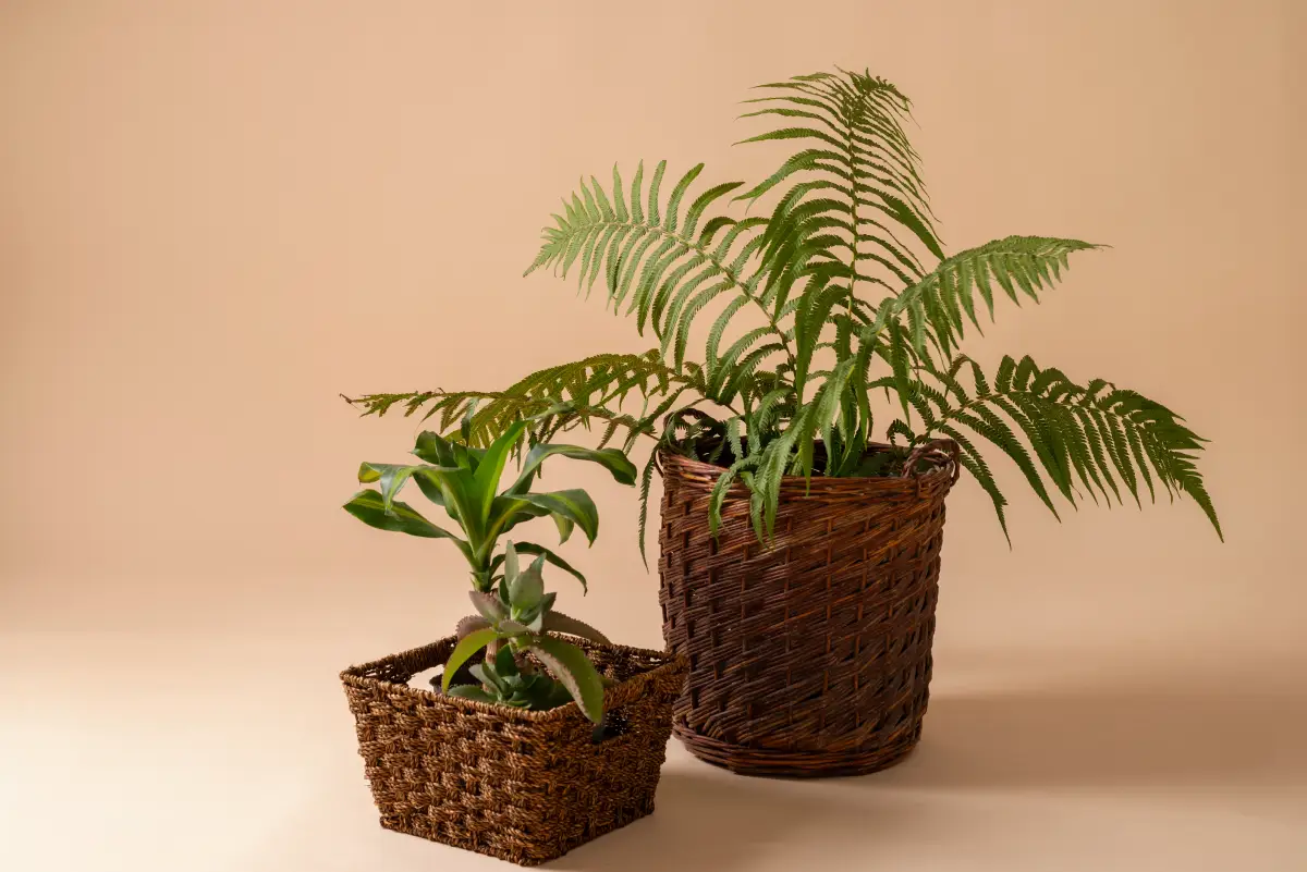 como cultivar samambaia no pote