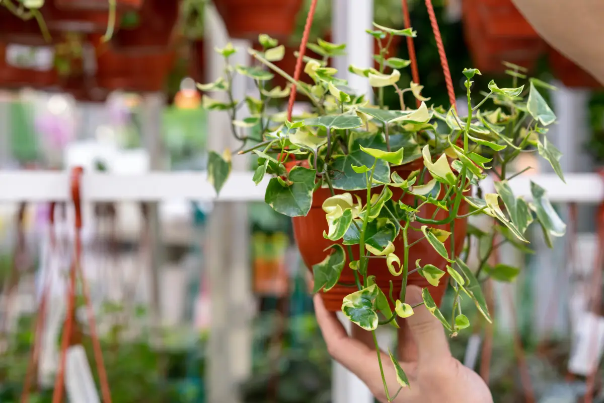 como cultivar trepadeira no pote