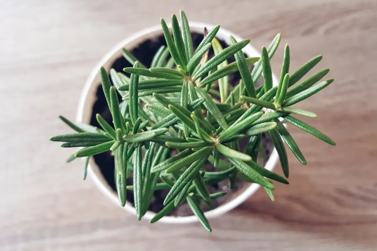 cultivar alecrim no pote
