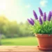Lavanda plantada em vaso com flores lilases vibrantes em um jardim ensolarado